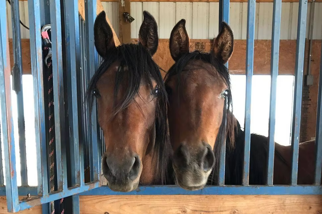 Spirit Keeper Animal Sanctuary