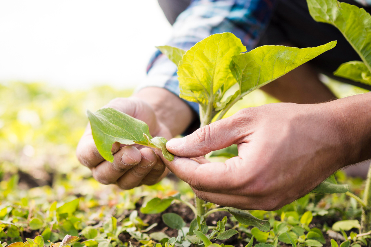 The Nature Conservancy