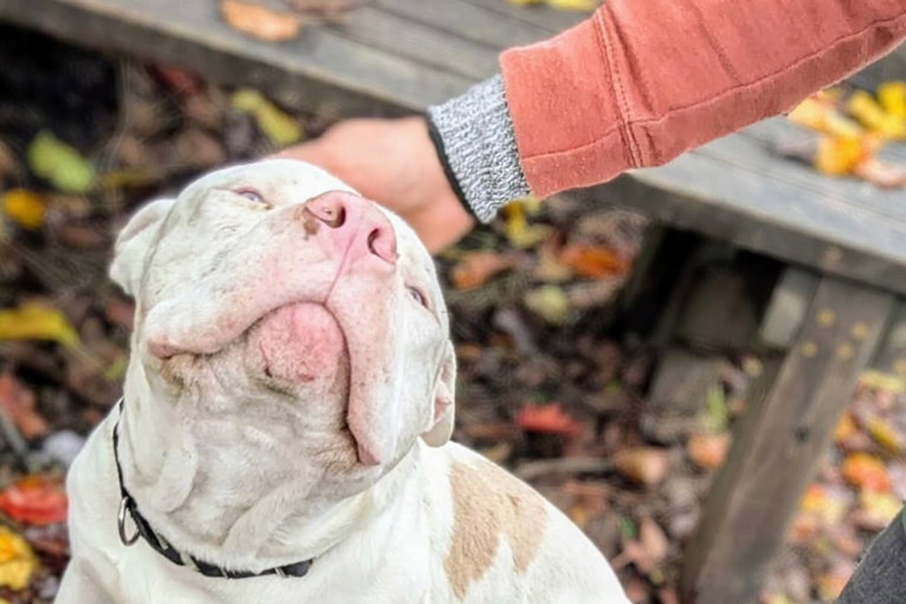 SSPA: Sacramento Shelter Pets Alive